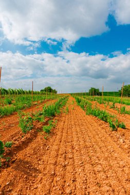 Bitkilerin tahta çubuklarla büyüdüğü bir tarlanın sıraları