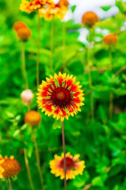 Beautiful and Colorful Sunflower Gaillardia Pulchella Isolated in a Field of Green Flowers on a Hot Sunny Summer Day clipart