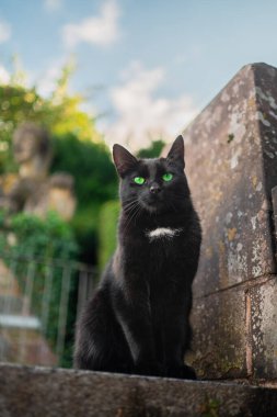 Yeşil Gözlü Kara Kedi ve Taş Zeminde Beyaz Leke Parlak Güneşli Bahar Günü Altında Oturuyor