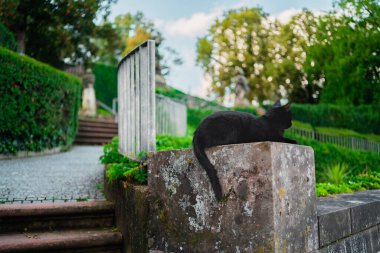 Parlak bir ilkbahar gününde, dışarıdaki merdivenin yakınındaki bir bitki parkında, bir taş duvarın köşesinde yatan kara kedi.