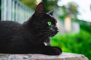 Fantastik Yeşil Gözlü Kara Kedi Parlak bir ilkbahar gününde Yana Odaklanmış