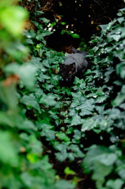 Dar Ormandaki Kara Kedi Sarmaşık Yaprakları Koridoru Gibi Gizemli Bir Çevrede
