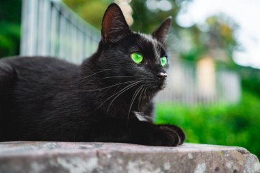 Muhteşem Yeşil Gözlü Kara Kedi Parlak bir ilkbahar gününde Yana Bakıyor