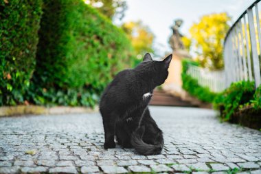 Parlak bir ilkbahar gününde yerde otururken Göğsünde Beyaz Leke olan Kara Kedi