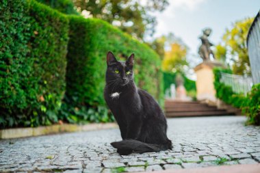 Yeşil Gözlü Kara Kedi ve Göğsünde Beyaz Leke Parlak Güneşli bir bahar gününde Parlak Park Ortamı 'nda Görkemli bir şekilde Oturuyor