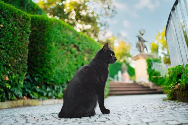 Yeşil gözlü kara kedi açık hava parkında oturuyor Parlak güneşli bir bahar gününde yan tarafa bakıyor
