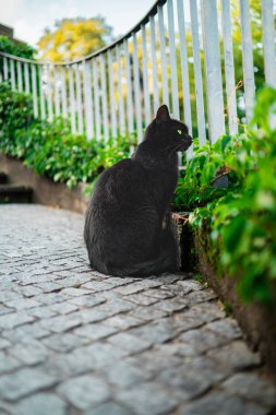 Yeşil Gözlü Kara Kedi Açık Park Ortamı 'nda Parlak Bahar Günü' nde Korkulukların Arasında Oturuyor
