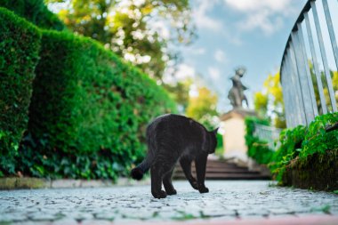 Kara Kedi, Parlak bir bahar gününde kaldırım taşından bir yol boyunca yürüyor.