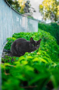 Yeşil Gözlü Kara Kedi Parlak Bahar Günü 'nde Parkta Yapraklar İçinde Oturuyor ve Gizleniyor