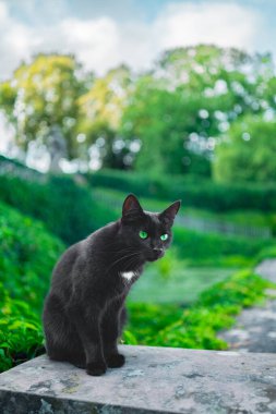 Yeşil Gözlü ve Açık Kulaklı Kara Kedi Güneşli bir bahar gününde dışarıdaki Yeşil Park Ortamı ile ilgilenir ve ilgilenir.