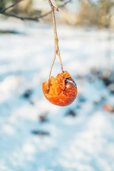 stock image Close Up View of a Foul Orange Apple Hanging Doen a Branch on a Snowy Day in Winter