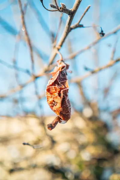 stock image Foul Apple Shriveled and Frozen Hanging Down the Branch During Winter Time