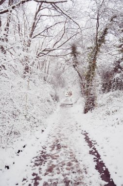 Doğa 'da Rüzgarlı bir ortamda Kar Altında Yürüyen Yol