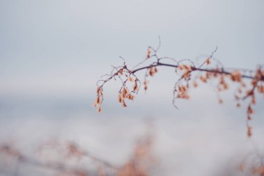 Kahverengi Dal Sonbaharda İzole Edildi