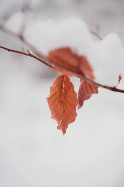 stock image Red and Brown Beech Leaf Hanging Down from a Branch on a Snowy Winter Day Isolated