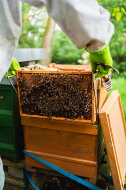 Güneşli bir yaz gününde Arı Kovanı 'nın Doğada Arıcılık Yapan Arıcı Tarafından Arıların Dışına yerleştirildiği Ahşap Kovan
