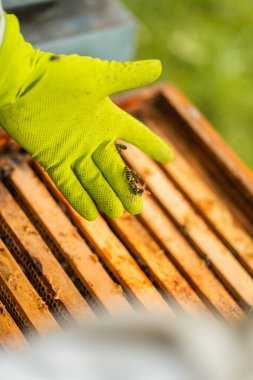 Arıcılık sırasında Arı Kovanı 'nın üstündeki Arı Koruyucu Eldiveni' nde emekleyen arılar.
