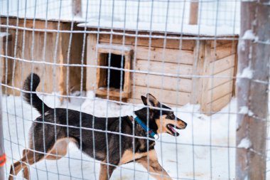 Kışın Kar Altında Köpek Kafesinde Koşan Kara Köpek Köpek Köpek Kızağı Taşımayı Bekliyor