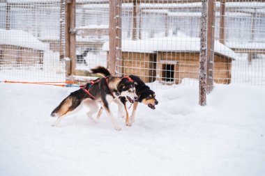 Önde gelen Husky Köpekleri Köpek Kafesi 'nin yanında Kar Altında Tam Kuvvetle Kızağı Çekiyor