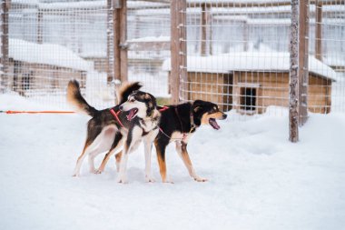 Köpek kafesinin yakınına köpek kızağını yerleştirmek için koşum takımı çeken lider köpekleri hazırlayın.