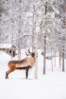 Ren Geyiği Karda Duruyor Kış Ormanı 'nda huş ağacının kabuğunu yiyor