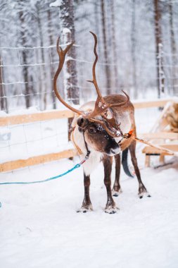 Görkemli Boynuzlu Ren Geyiği Kış Karında Duran Koşum Koşumuna Sabitlendi Ormandan Kızağı Çekmeye Hazır