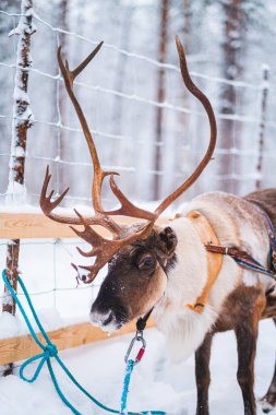 Karda Bekleyen Boynuzlu Ren Geyiği Kışın Ormanda Çitlere Sabitlendi