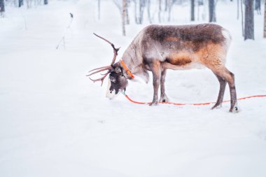 Ren geyiği kışın karda yemek yiyor.