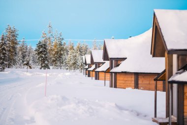 Tahta Iglolar Kar Altında Bir Sıranın İçinde Açık Bir Kış Günü 'nde Ormanda Kar Altında Duruyorlar