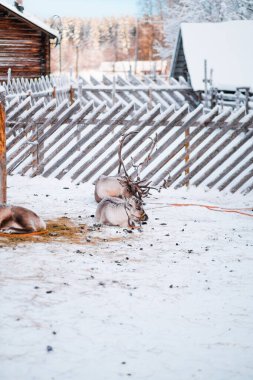 Bir grup Ren Geyiği Kapalı Çitin İçinde Kar Sahasında Yatıyor