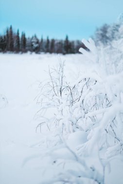 Soğuk bir kış ortamında kar ve buzla kaplı bir çalılığın dalları
