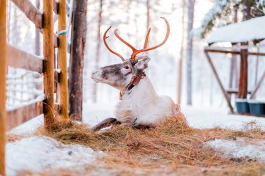 Boynuzlu ve Kollu Ren Geyiği Kış Güneşi 'nde Bir Ahşap Çitin Yanındaki Kar Kaplamasında Başıboş Yerde Uzanıyor