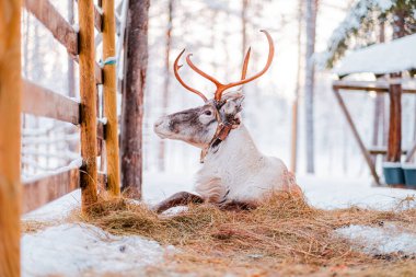 Soğuk bir İskandinav Kış Günü 'nde Karla kaplı zeminde boynuzlu beyaz ren geyiği yatıyor.