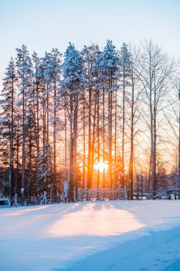 Finlandiya 'da Dokunulmamış Kış Ortamı' nda Açık Turuncu Gün Doğumu Karla Kaplanmış Ağaçlar Arasında Parlıyor