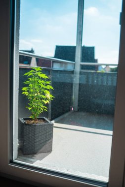 Green Marijuana Hemp Growing its Cannabis Leaves Out of a Pot on a Balcony in the Afternoon Summer Sunlight clipart