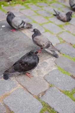 Bir grup Gri Güvercin kaldırımda bir kaldırım taşının üzerinde duruyor.