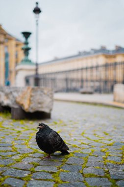 Garip Koyu Güvercin Çakıl Taşı Zemininde Kızgın Duruyor Tüyleri Tüylendiriyor