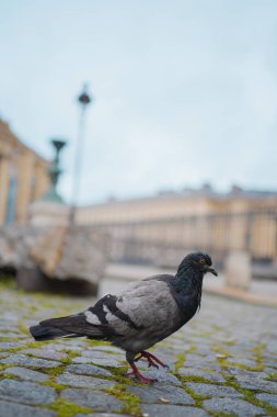 Açık ve Koyu Gri Tüylü Güvercin ve Turuncu Gözlü Gıda Arayışı