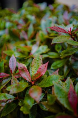 Yağmurdan Düşen Su Damlalarıyla Renkli Kırmızı ve Yeşil Çalı Yaprakları