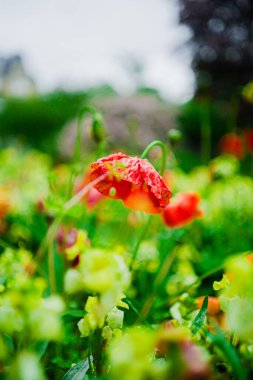 Papaver Nudicaule with Water Drops on its Red Flower Petals Hanging Down in a Green Field clipart