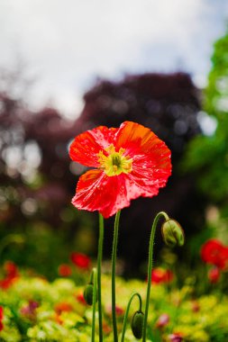 Red Papaveraceae Iceland Poppy with Water Rain Drops Growing Up in a Garden In the Sunlight Isolated clipart