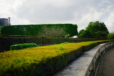 Güneşin Altında Temiz Çalı Tarımlı Park Ortamı