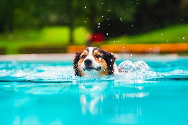 Oyuncu Avustralyalı çoban canlı mavi bir havuzda yüzmekten zevk alır. Neşeli köpek, yemyeşil bir zemin altında, su damlacıklarıyla çevrili dalgalar yaratıyor..