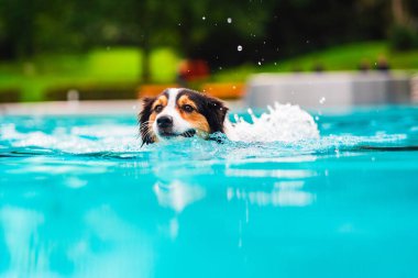 Avustralya çoban köpeği canlı mavi bir havuzda yüzerken suya su sıçratır. Neşeli köpek, yemyeşil bir zemin altında dalgalar yaratıyor..