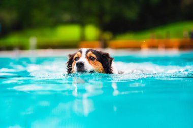 Avustralya çoban köpeğinin başı canlı mavi bir havuzda yüzüyor. Dalgalanmalar yaratıyor, yemyeşil bir zemin altında..