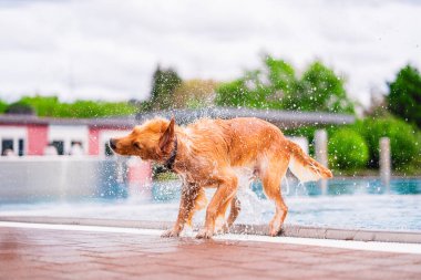 Golden Retriever shakes off water droplets energetically after swimming, capturing the essence of a dynamic summer. The vibrant scene showcases the dog's fun and happiness. clipart