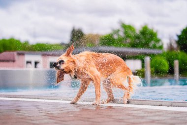 Neşeli bir Golden Retriever yüzdükten sonra su damlacıklarını sallayarak yaz eğlencesinin özünü yakalar. Canlı sahne köpeğin neşeli ruhunu gözler önüne seriyor..