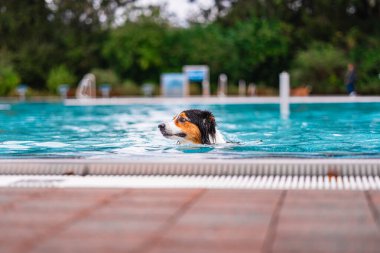 Neşeli bir köpek yemyeşil ile çevrili açık mavi bir havuzda yüzer. Sahne rahatlama, açık hava eğlencesi ve güneşli bir günün basit zevklerini yakalar..