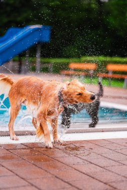 Energetic golden retriever shakes off water after a refreshing swim, capturing the joy and playfulness of a sunny summer day by the pool. clipart