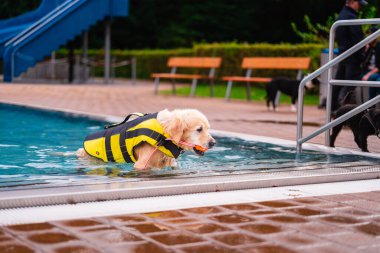 Golden Retriever 'ın sarı bir can yeleği var. Yüzme havuzundan ferahlatıcı bir yüzmeden sonra çıkıyor. Köpek ağzında bir oyuncak taşıyor.